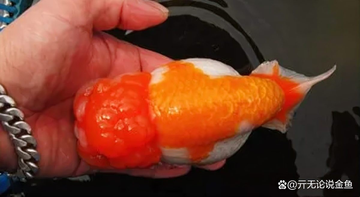麒麟蘭壽金魚的價(jià)格是多少? 2025長(zhǎng)城杯龍魚大賽 第11張 麒麟蘭壽金魚的價(jià)格是多少? 麒麟蘭壽金魚的價(jià)格是多少? 2025長(zhǎng)城杯龍魚大賽 第11張
