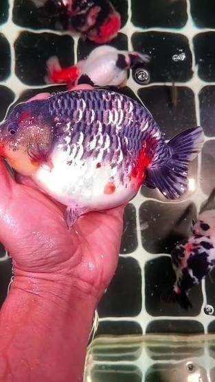 麒麟蘭壽金魚的價(jià)格是多少? 2025長(zhǎng)城杯龍魚大賽 第6張 麒麟蘭壽金魚的價(jià)格是多少? 麒麟蘭壽金魚的價(jià)格是多少? 2025長(zhǎng)城杯龍魚大賽 第6張