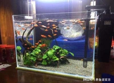 魚缸老水是什么樣的圖片：魚缸老水對魚健康的影響，