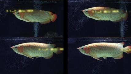 黃化銀龍魚價(jià)格和紅龍那個(gè)好(黃化金龍魚多少錢)