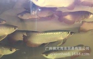 杭州金龍魚熱帶魚養殖基地地址查詢電話（關于“杭州金龍魚熱帶魚養殖基地”的信息）