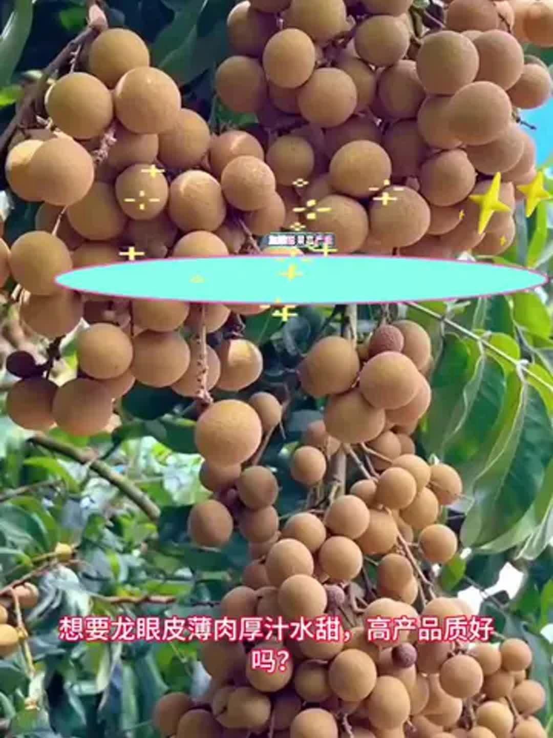 龍眼膨大期需要多少次葉面肥？
