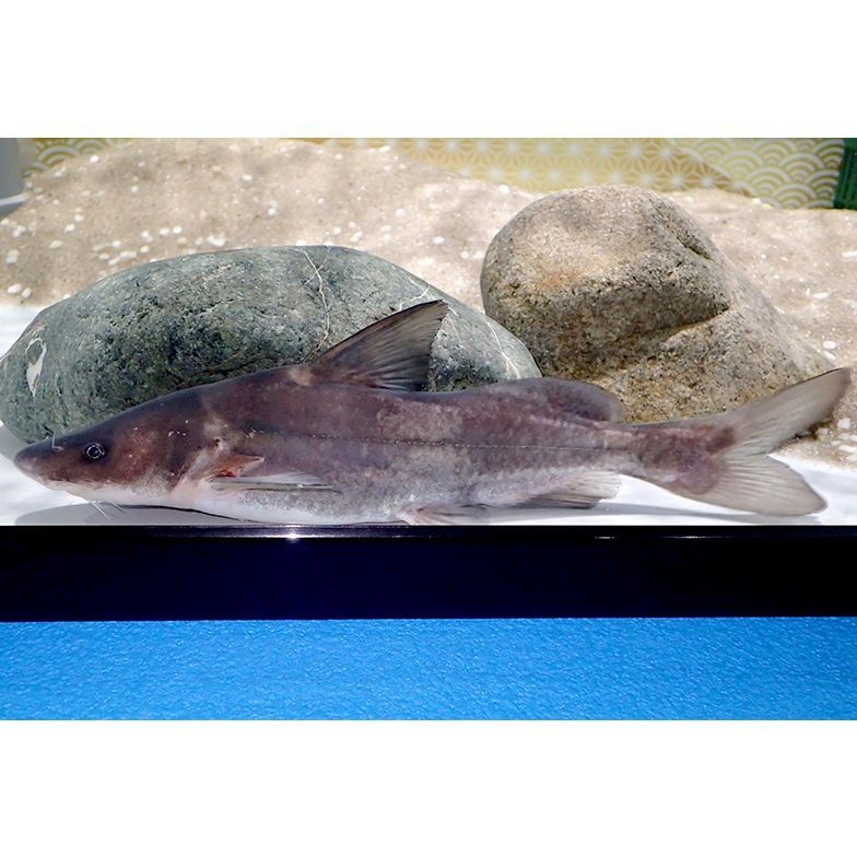 鮰魚是什么魚