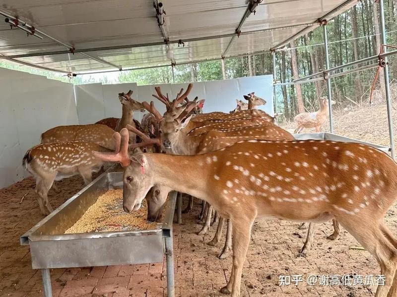 能給出更多雙龍共養成功的案例嗎？