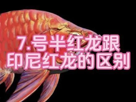紅龍魚貼吧最新消息今天視頻播放