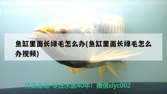 銀龍魚鼻子爛怎么處理好的（龍魚鼻子爛還能恢復么）