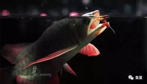 龍魚缸改海水FOT方法：海水魚缸改海水fot缸的方法