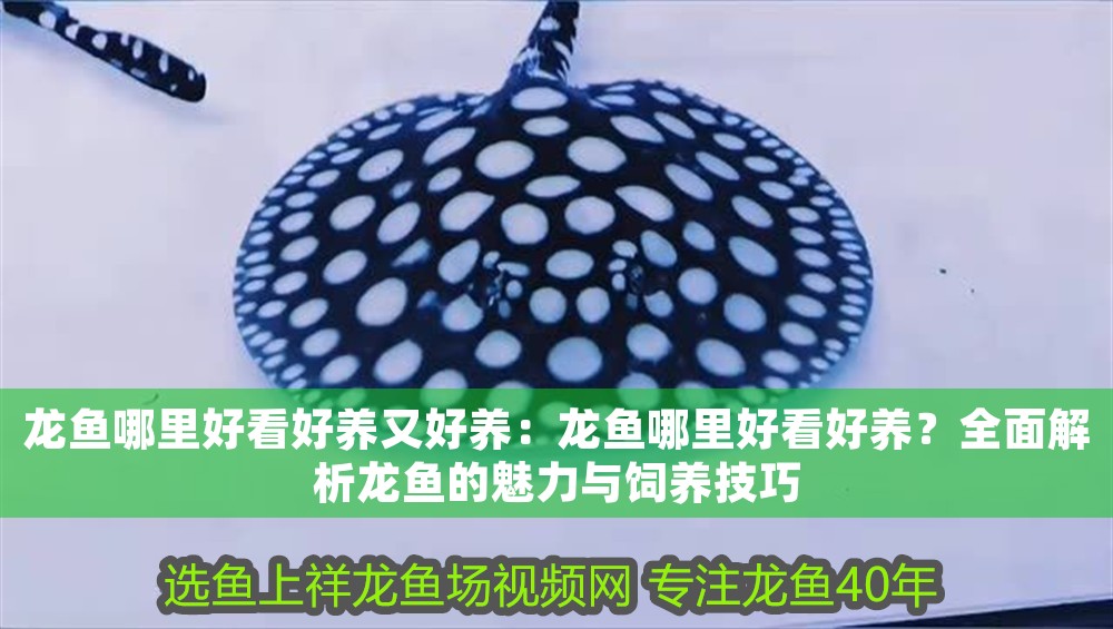 龍魚哪里好看好養(yǎng)又好養(yǎng)：龍魚哪里好看好養(yǎng)？全面解析龍魚的魅力與飼養(yǎng)技巧
