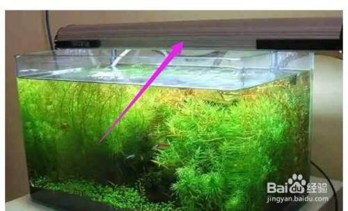 魚缸水發(fā)綠最佳解決辦法是什么