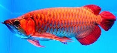 龍魚擺放的最佳三個位置