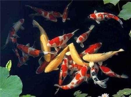 魚缸水質老化怎么辦？：過濾良好的魚缸可以保持水質的清潔，但不能完全不換水