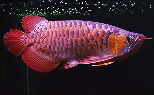 塞級紅龍在觀賞魚領域有何特殊之處？