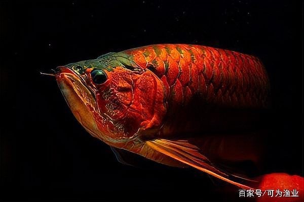 龍魚掉眼怎么辦