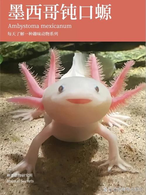 六角恐龍魚圖片大全大圖欣賞