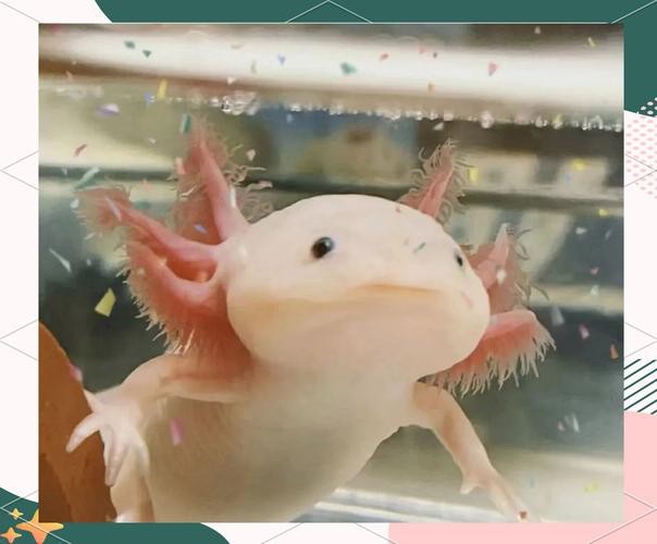 六角恐龍魚圖片大全大圖欣賞