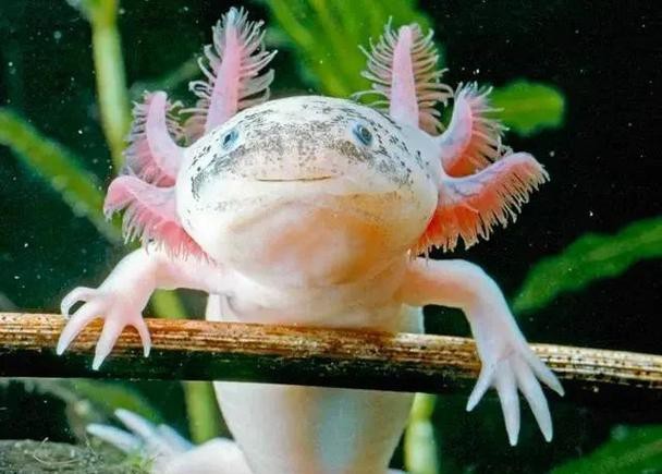 六角恐龍魚圖片大全大圖欣賞