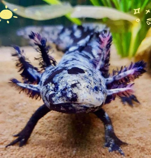 六角恐龍魚圖片大全大圖欣賞