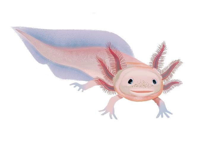 六角恐龍魚圖片大全大圖欣賞