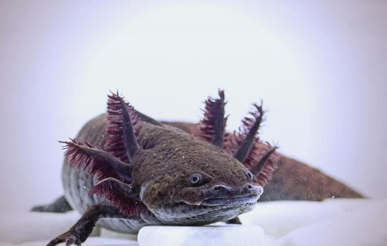 六角恐龍魚圖片大全大圖欣賞