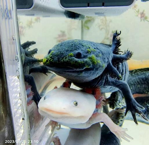 六角恐龍魚圖片大全大圖欣賞