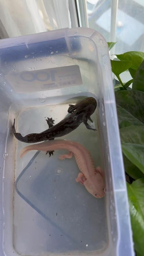 六角恐龍魚圖片大全大圖欣賞