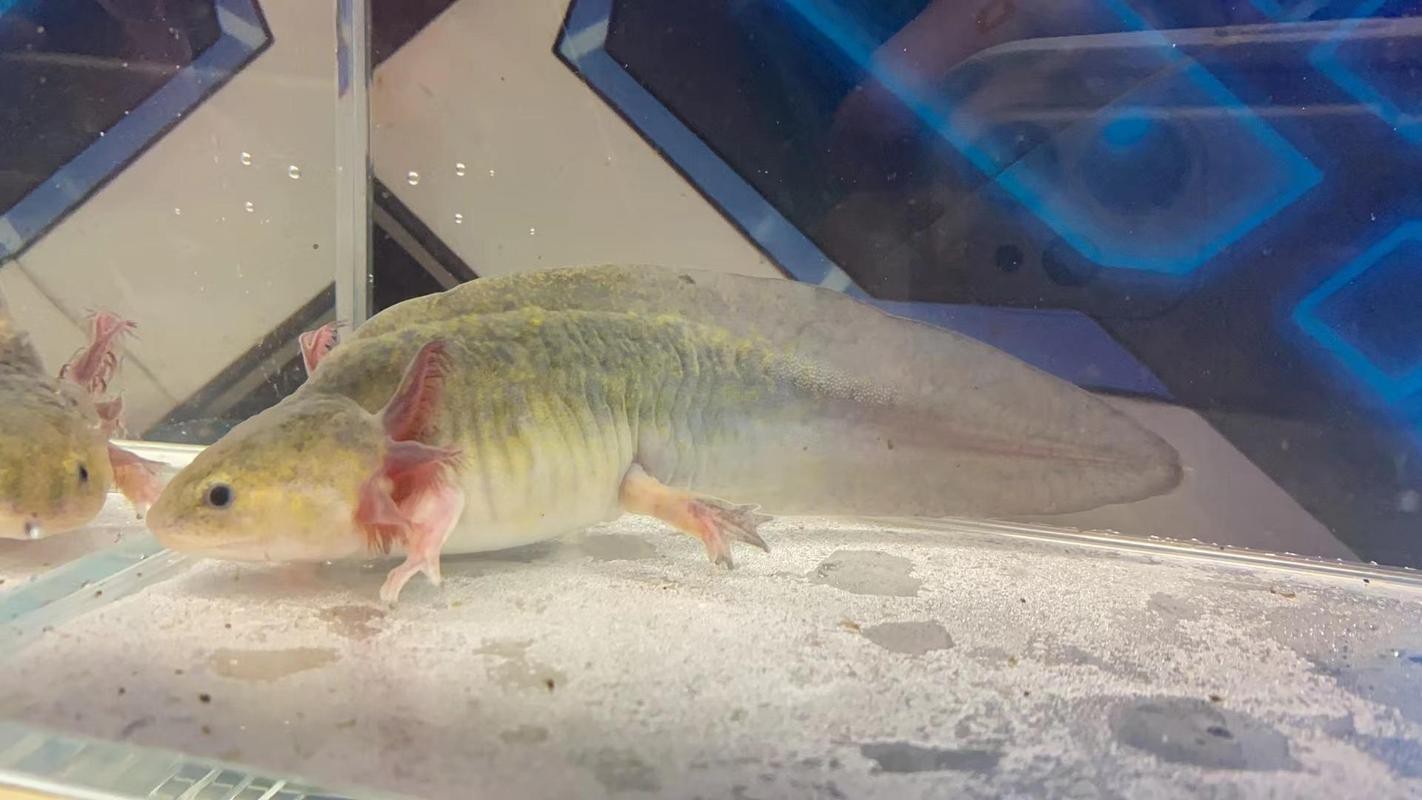 六角恐龍魚圖片大全大圖欣賞