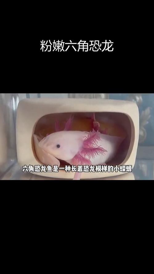 六角恐龍魚圖片大全大圖欣賞