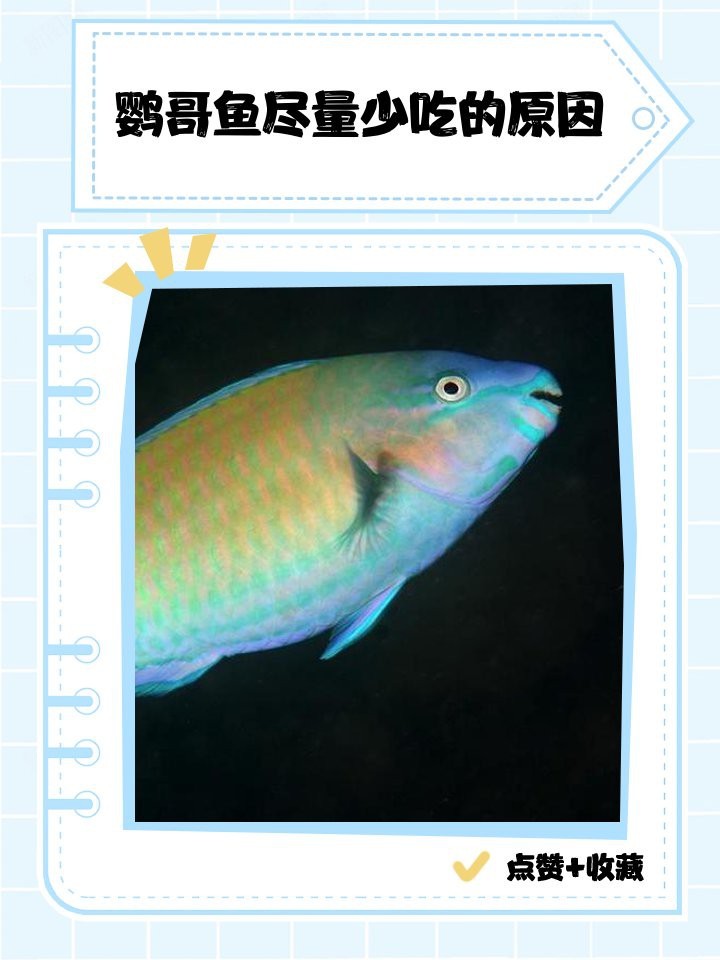 飛風魚盡量少吃的原因