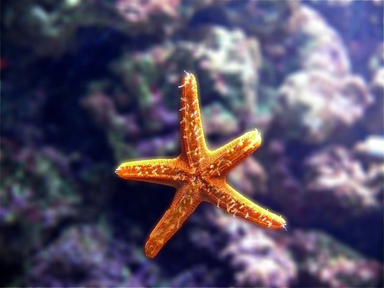 濟南市天橋區多彩水族商行（多彩水族館怎么樣）