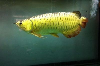 金龍魚什么底色最好養(yǎng)：金龍魚的底色選擇應(yīng)該根據(jù)其生長(zhǎng)階段和品種特性來(lái)決定 金龍魚什么底色最好養(yǎng)：金龍魚的底色選擇應(yīng)該根據(jù)其生長(zhǎng)階段和品種特性來(lái)決定 龍魚百科 第2張