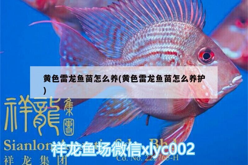 銀龍魚苗養多久才會大小便呢（銀龍魚苗養多久才會大小便呢視頻）