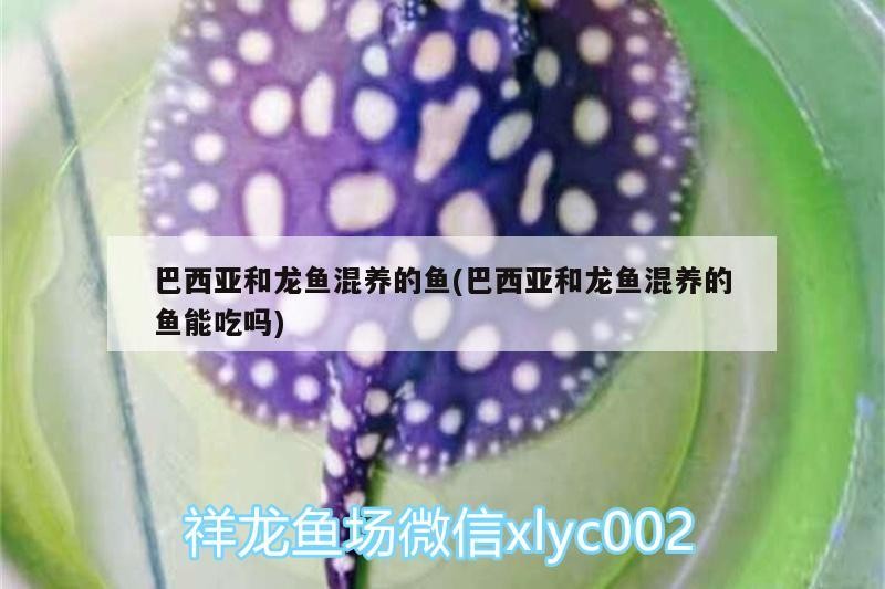 銀龍魚苗養多久才會大小便呢（銀龍魚苗養多久才會大小便呢視頻）