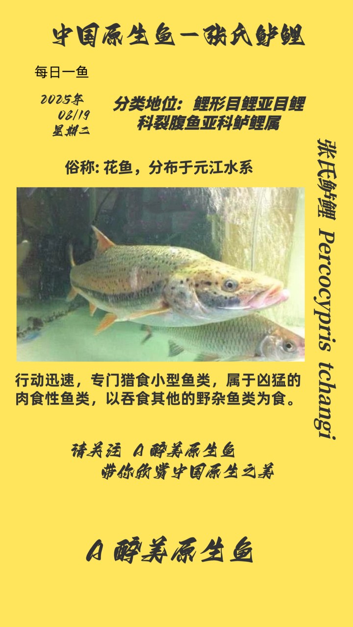 張氏鱸鯉