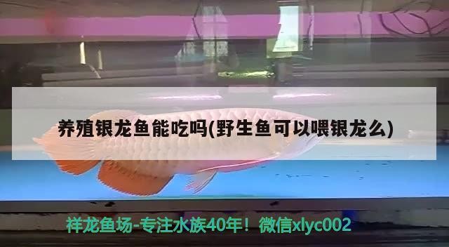 養殖銀龍魚能吃嗎(野生魚可以喂銀龍么)