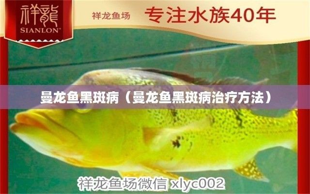 龍魚黑斑病（如何穩(wěn)定龍魚養(yǎng)殖水質(zhì)，龍魚黑斑病的自然治療方法）