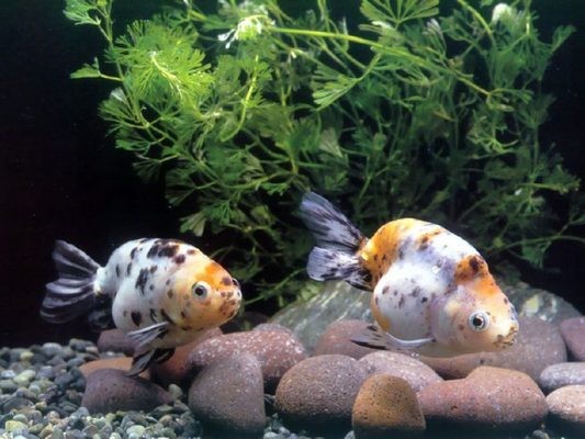 80的缸養銀龍魚嗎（80的缸能養銀龍魚嗎）