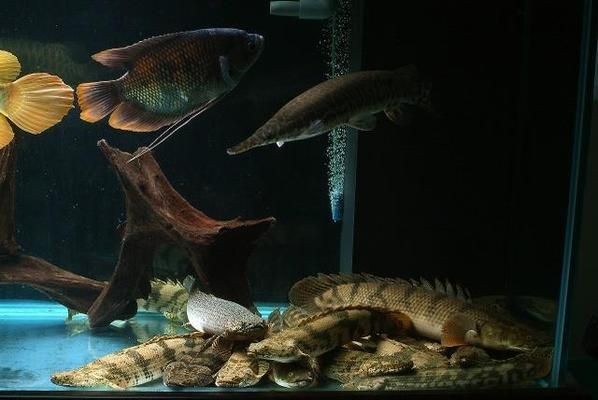 恐龍王魚品種間的價格差異，恐龍王魚品種間價格差異