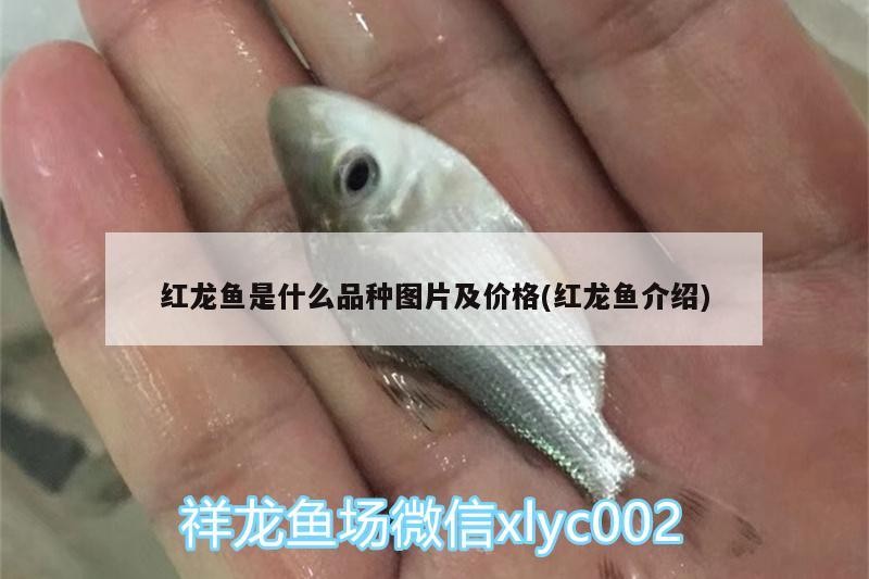 銀板魚和金龍魚混養視頻播放大全（金龍魚銀龍魚紅龍魚能不能混養）
