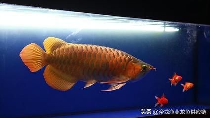 龍魚養大了可以賣錢嗎？