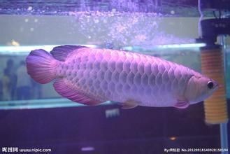 魚缸增氧泵需要一直開著嗎(魚缸增氧泵是否需要一直開著) 魚缸百科 第3張 魚缸增氧泵需要一直開著嗎(魚缸增氧泵是否需要一直開著) 魚缸增氧泵需要一直開著嗎(魚缸增氧泵是否需要一直開著) 魚缸百科 第3張