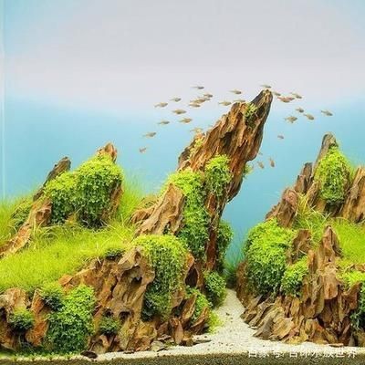 魚缸的皮：魚缸皮對水質和魚類健康的影響