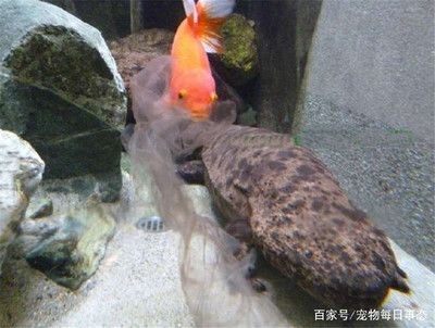 魚缸的皮：魚缸皮對水質和魚類健康的影響
