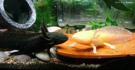 魚缸的皮：魚缸皮對水質和魚類健康的影響