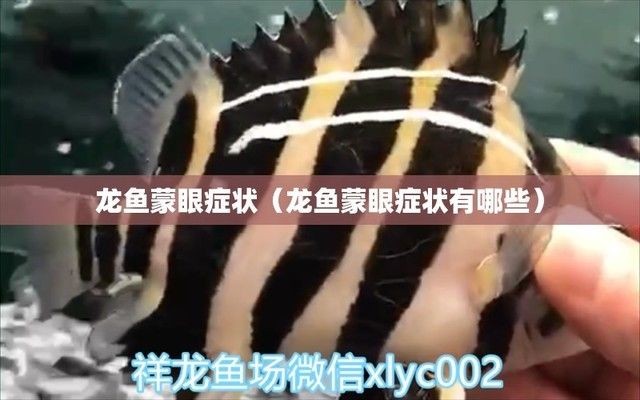 紅龍魚蒙眼最好的治療方法，紅龍魚蒙眼怎么辦
