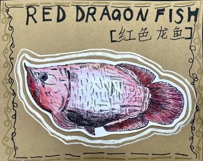 龍魚幾天不吃東西肚子外面有點紅，可能是這些因素引起的：龍魚幾天不吃東西肚子外面有點紅怎么辦