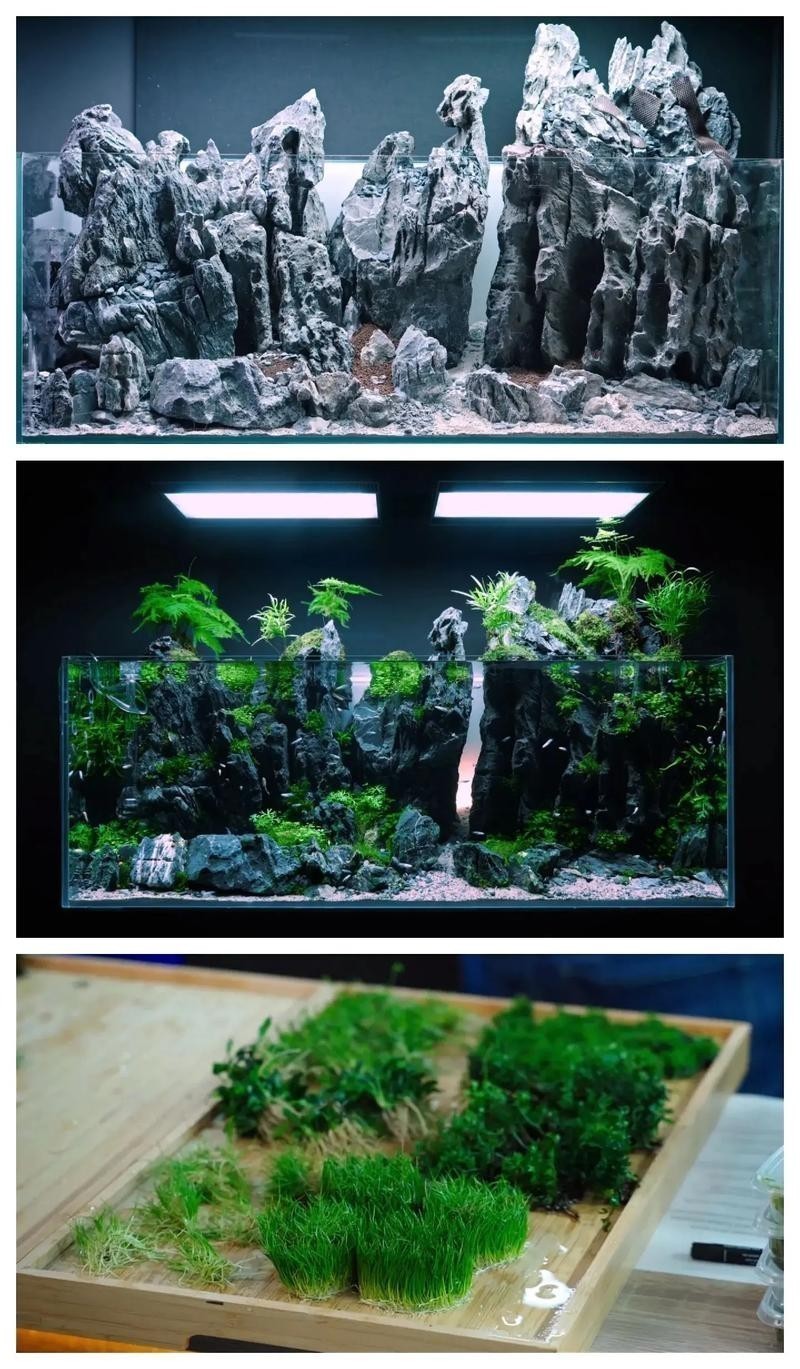 能提供更多60草缸造景圖嗎？