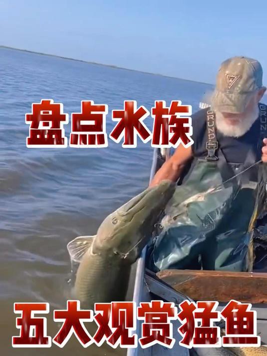 有哪些類(lèi)似鱷魚(yú)恐龍王魚(yú)的觀賞魚(yú)？