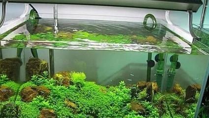 魚缸氧氣消耗的計算方法：魚缸氧氣消耗的計算