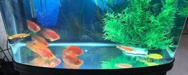 魚缸氧氣消耗的計算方法：魚缸氧氣消耗的計算