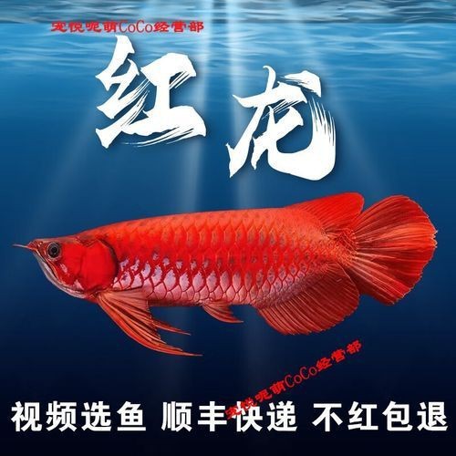 紅龍魚有不過背的嗎圖片